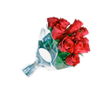 Lámina plástica pet para rosas